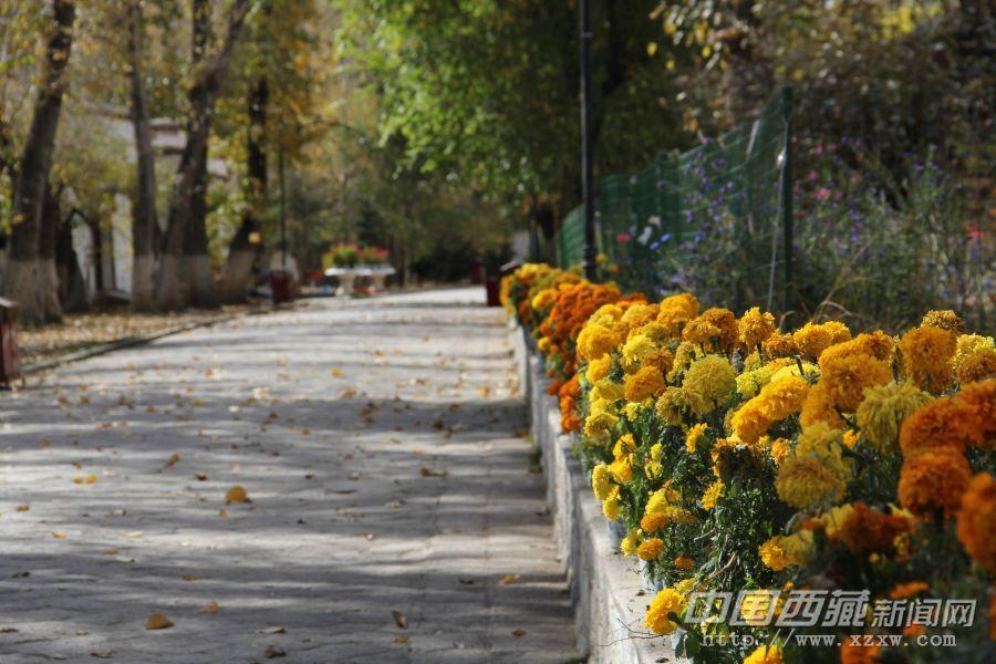 漫步在羅布林卡里幽靜的花間小道上，仿佛步入仙境，令人心曠神怡。羅布林卡——美麗的“寶貝園林”像是一座歷史博物館，向世人展示著雪域高原獨有的自然、歷史、文化等風貌。是人類文化史上最寶貴的歷史文化遺產(chǎn)。