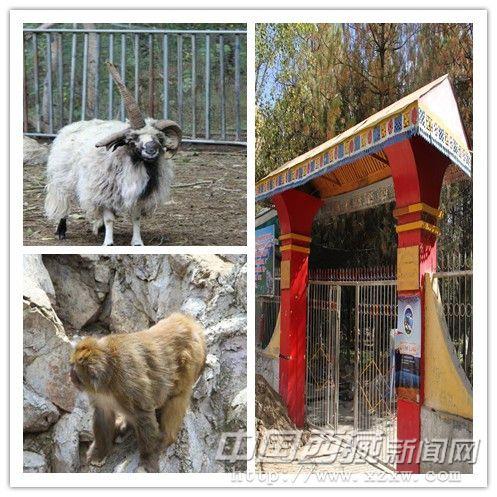 羅布林卡動物園幾乎和羅布林卡的歷史一樣悠久。是世界上海拔最高的動物園，也是歷史最悠久的動物園之一。內(nèi)飼養(yǎng)猴子、雪豹、獅、虎、黑熊、孔雀等動物。