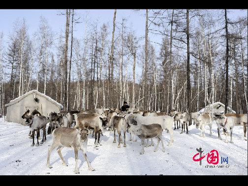 “鄂溫克”是民族自稱，意為“住在大山林中的人們”，人口少而分布廣。走進大森林的這部分鄂溫克人被稱為“雅庫特”，或者使鹿鄂溫克。這是目前世界上唯一一個使用馴鹿的民族，代表著一種獨特的文化現(xiàn)象——馴鹿文化（又稱狩獵文化）。天高攝影