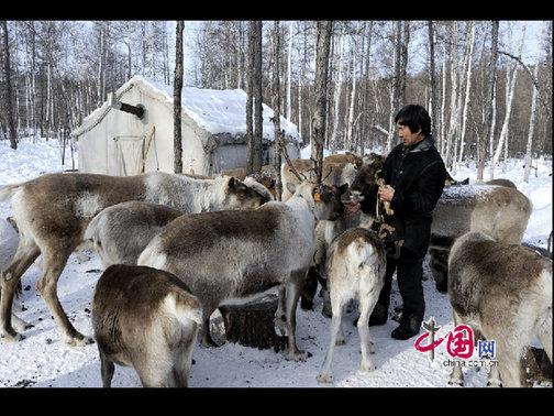 考騰寶正在給馴鹿喂喂鹽，這樣馴鹿才更聽話。天高攝影