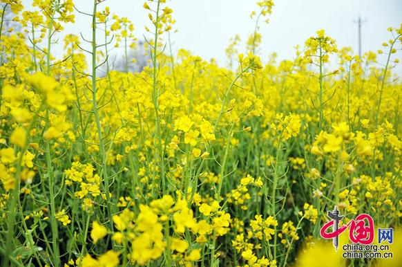 油菜花在我國(guó)栽培較廣，以長(zhǎng)江流域和以南各地為最多。湖北省是油菜花產(chǎn)地之一。李剛攝
