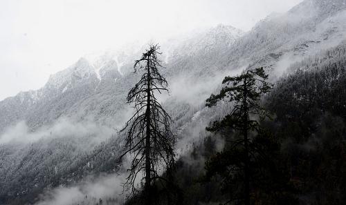 資料圖片：海拔4500米左右的林芝地區(qū)色吉拉山雪松風光（2010年3月6日攝）。 新華社記者 普布扎西 攝