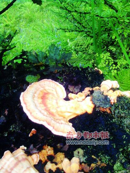 誤以為是靈芝的樹(shù)耳