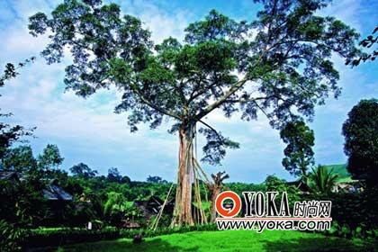 除了迷人的熱帶風光，南方邊境線上的“宗教風景”也令人神往。