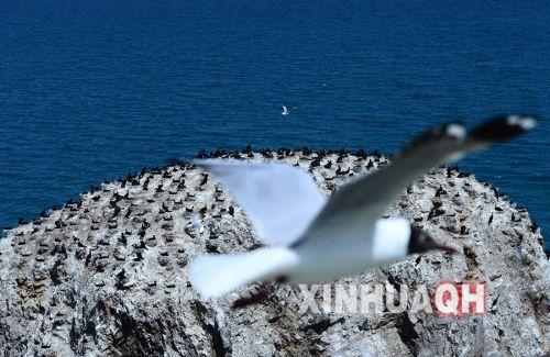 一只棕頭鷗在青海湖鸕鶿島前飛過。新華社　張宏祥　攝