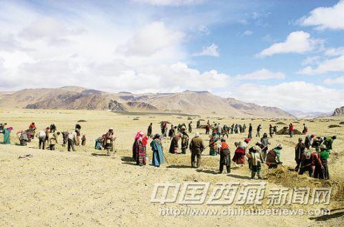 措勤縣人民的勞動場面。