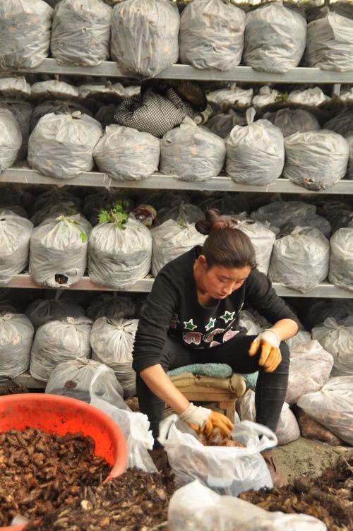 3.工人將加了蜜環(huán)菌天麻種裝袋。攝影：記者 王川。