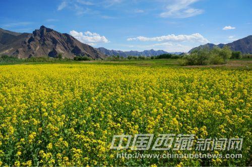 曲水縣才納鄉(xiāng)風光。彭月圓 攝