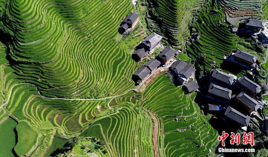 盛夏時節(jié)，廣西桂林市龍勝各族自治縣龍脊梯田滿目翠綠，從高空俯瞰，梯田和村莊交相輝映，一派生機盎然景象。 潘志祥 攝
