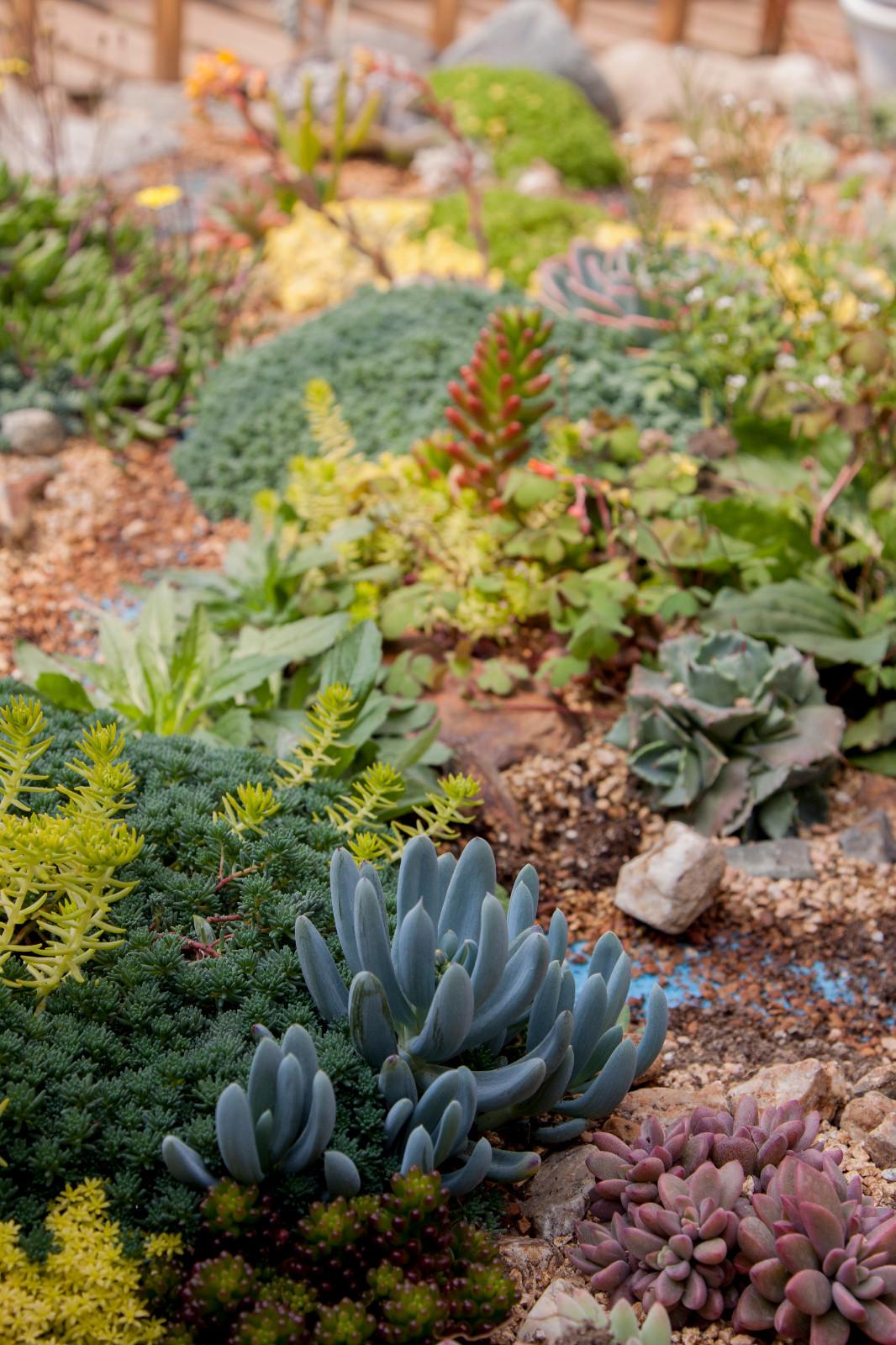 大棚里一大片由多種肉植搭配種植而成的小園林非常漂亮。