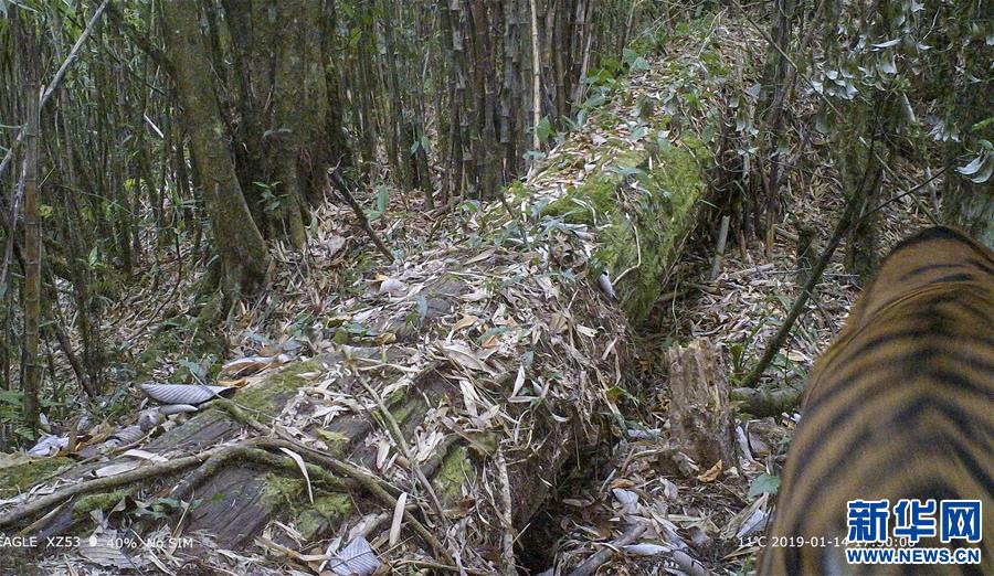 （圖文互動(dòng)）（2）科研人員在西藏墨脫拍攝到野生孟加拉虎活體照片