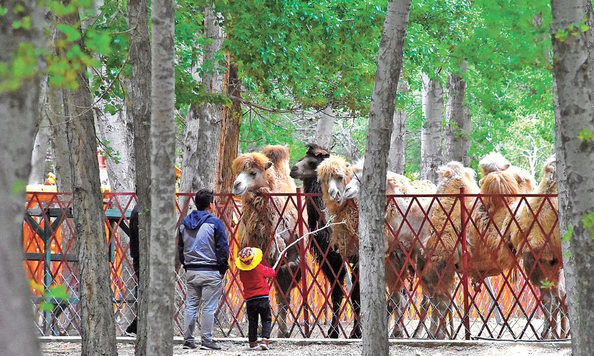 圖為曲水動(dòng)物園里，市民與駱駝近距離接觸。