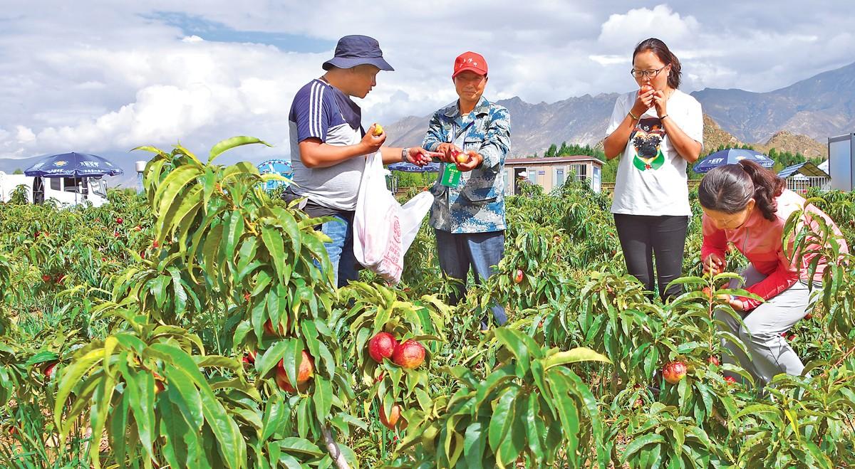 圖為市民在城關(guān)區(qū)支溝桃園里采摘油桃。