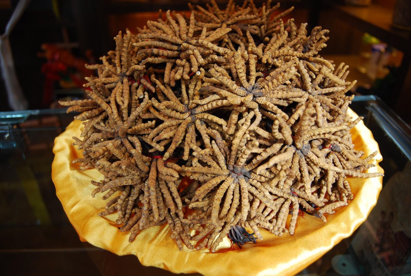 往屆魅力蟲(chóng)草節(jié)的蟲(chóng)草 (2).jpg