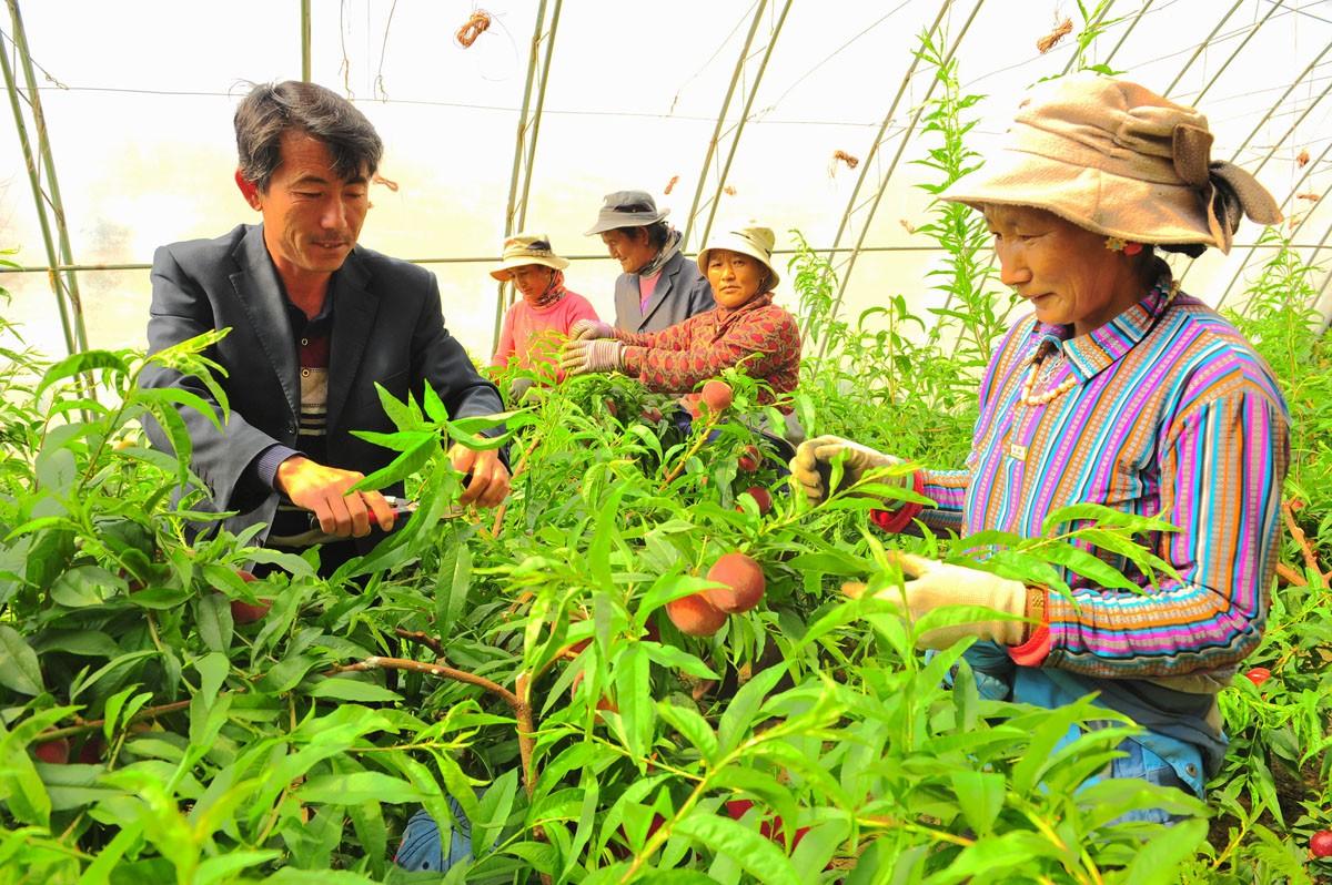 近年來，阿里地區(qū)堅持正確處理好發(fā)揮優(yōu)勢和補(bǔ)齊短板，農(nóng)牧民城鎮(zhèn)就業(yè)和就近就便、不離鄉(xiāng)不離土、能干會干的關(guān)系，把建產(chǎn)業(yè)、興產(chǎn)業(yè)、富產(chǎn)業(yè)作為確保貧困群眾穩(wěn)定脫貧、長期脫貧、增收致富、建成小康的長久之策和固本之舉，積極培育種養(yǎng)業(yè)、發(fā)展文化旅游業(yè)、民族手工業(yè)、商貿(mào)流通業(yè)等扶貧產(chǎn)業(yè)。