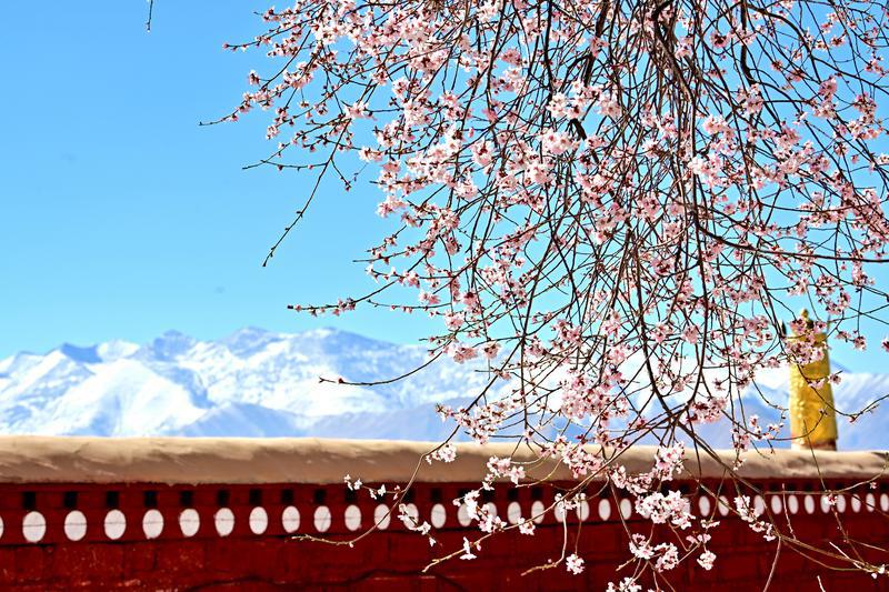 圖為拉薩帕邦喀寺桃花盛開。本網(wǎng)記者：唐斌 攝