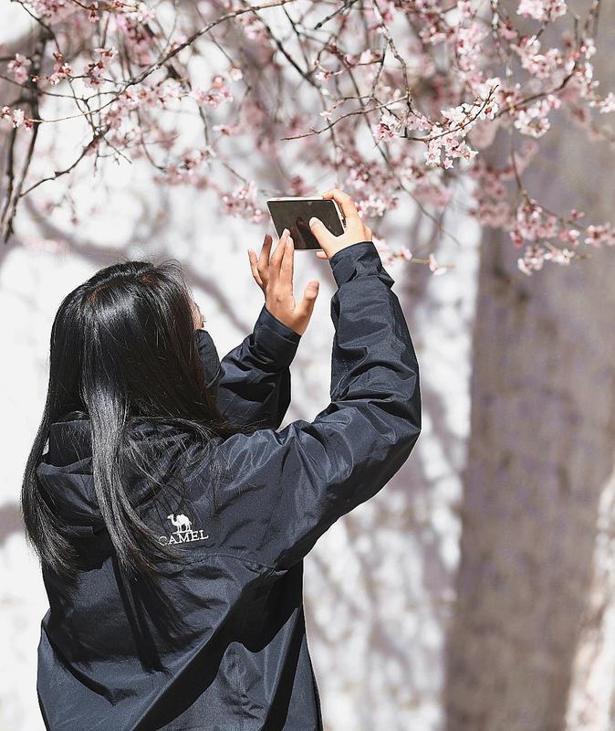 圖為游客在桃樹下拍照記錄桃花盛況。本網(wǎng)記者：洛桑 攝