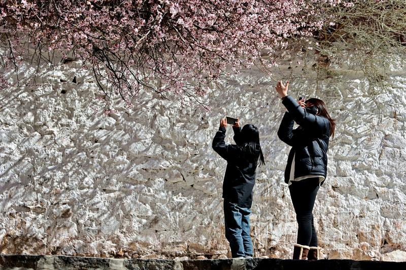 圖為游客在桃樹下拍照記錄桃花盛況。本網(wǎng)記者：唐斌 攝