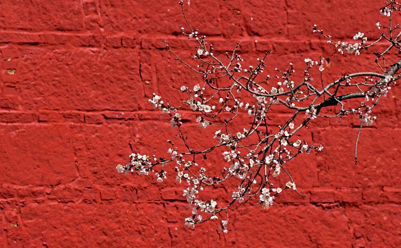 圖為拉薩帕邦喀寺桃花盛開。本網(wǎng)記者：唐斌 攝