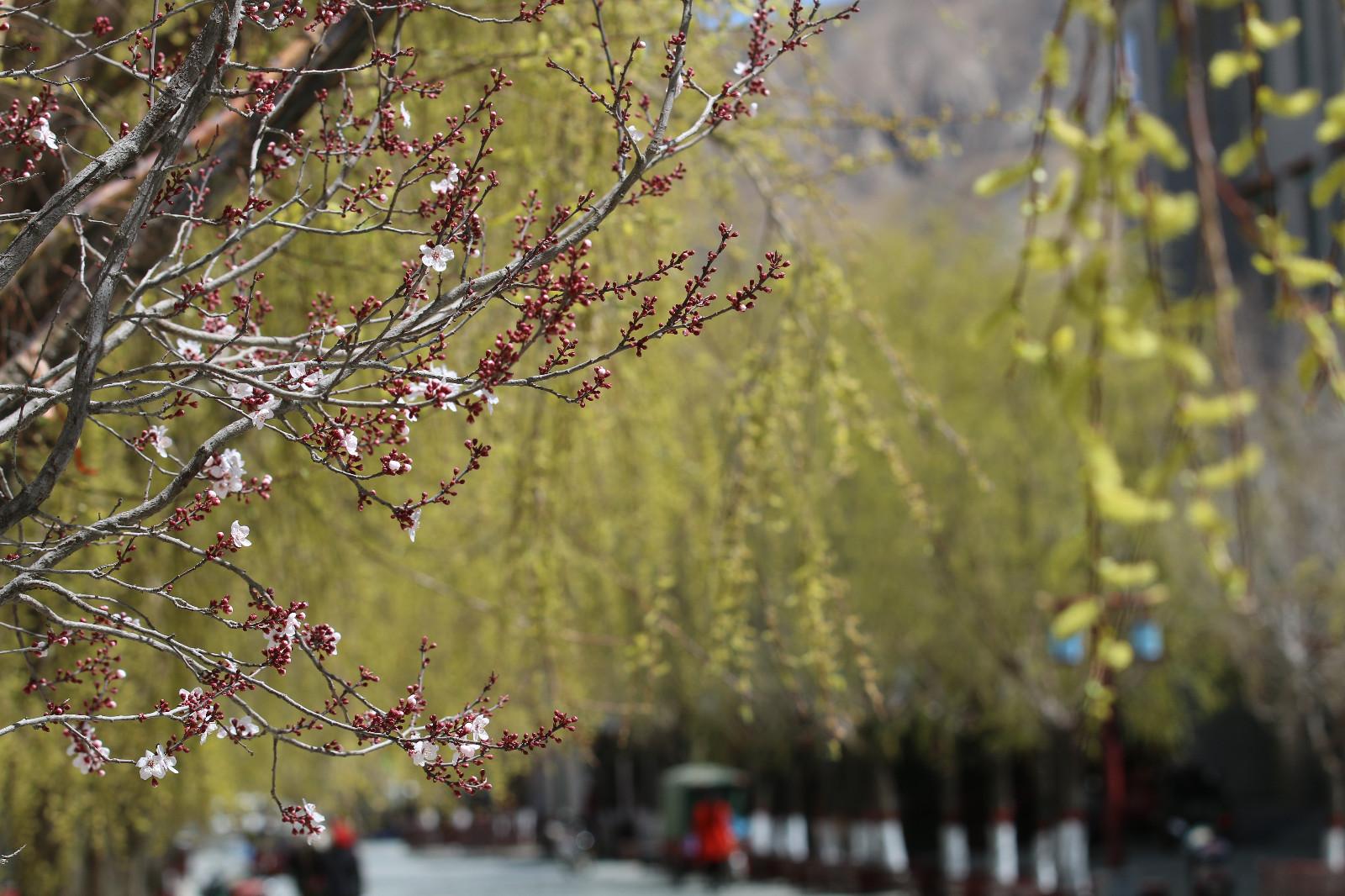 圖為：春意盎然的瓊結(jié)旅游步行街。.JPG