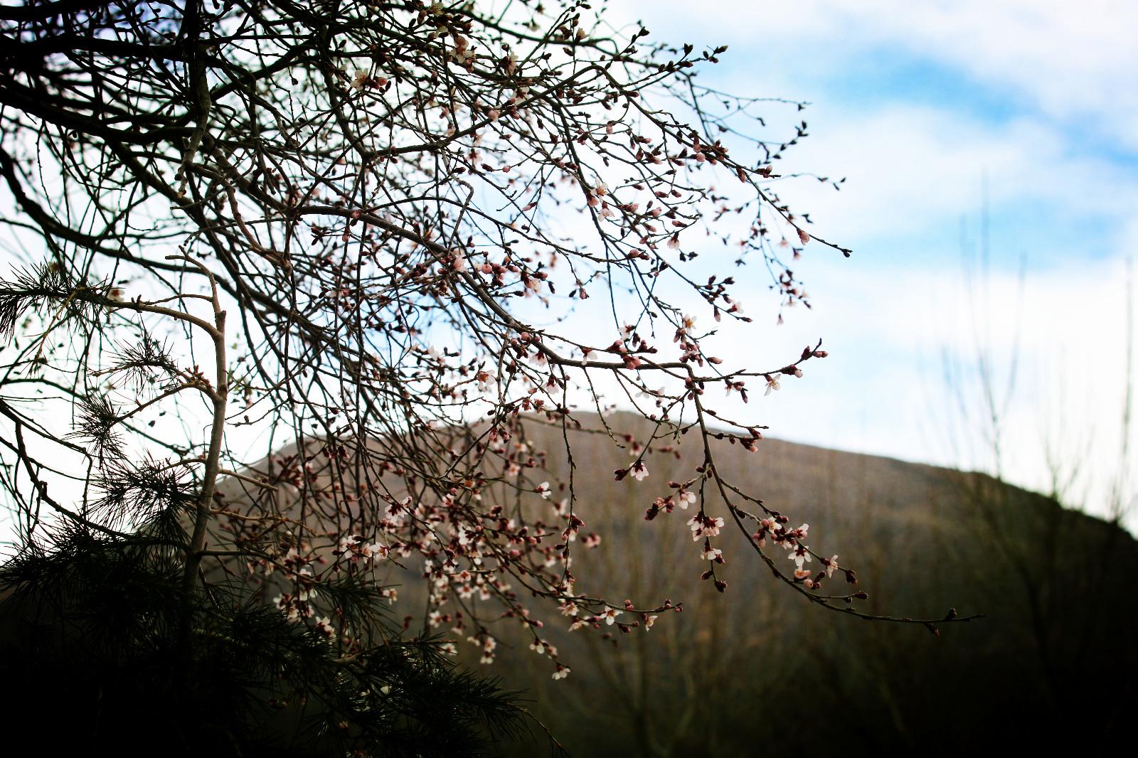 圖為：瓊結(jié)木若山腳下的野桃花、.JPG